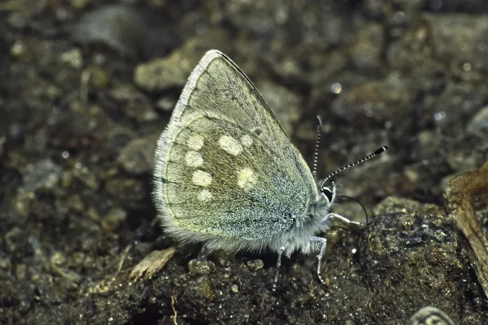 Gerahmter Druck : Plebeius orbitulus, Albulina orbitulus Gerahmter Druck : Plebeius orbitulus, Albulina orbitulus