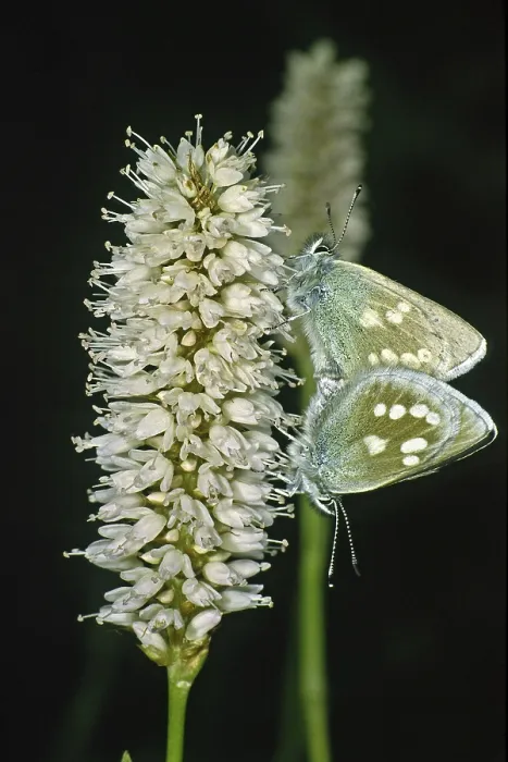 Gerahmter Druck : Plebeius orbitulus, Albulina orbitulus Gerahmter Druck : Plebeius orbitulus, Albulina orbitulus