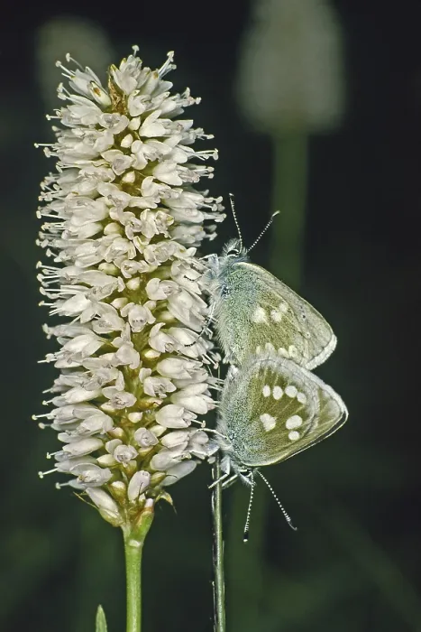 Gerahmter Druck : Plebeius orbitulus, Albulina orbitulus Gerahmter Druck : Plebeius orbitulus, Albulina orbitulus