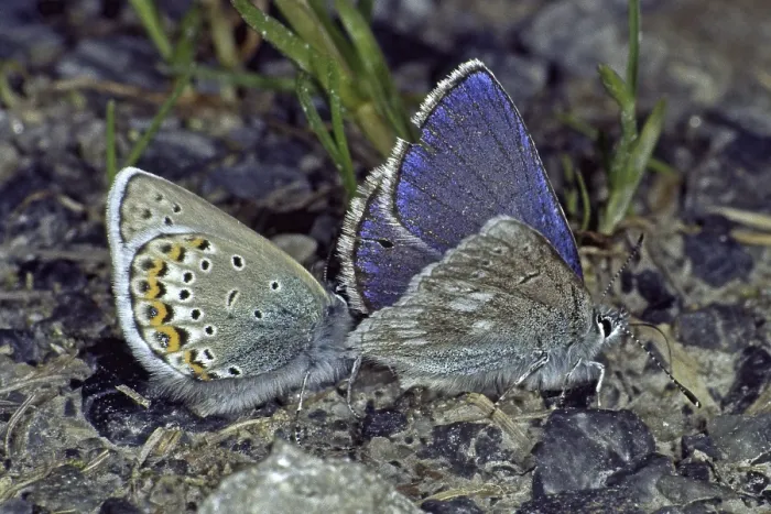 Gerahmter Druck : Plebejus orbitulus, Albulina orbitulus Gerahmter Druck : Plebejus orbitulus, Albulina orbitulus