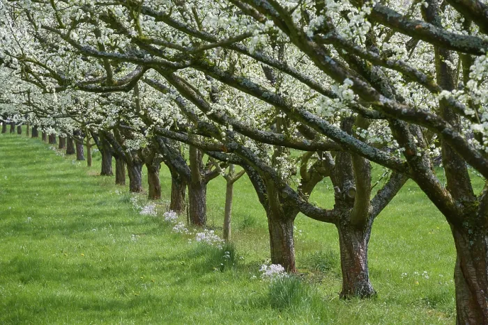 Gerahmter Druck : Pflaumenbaum, Obstgarten, Blüte, Frühling. Gerahmter Druck : Pflaumenbaum, Obstgarten, Blüte, Frühling.