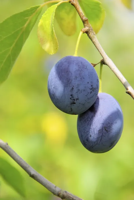 Gerahmter Druck : Pflaumenbaum, Pflaumenbaum. Gerahmter Druck : Pflaumenbaum, Pflaumenbaum.
