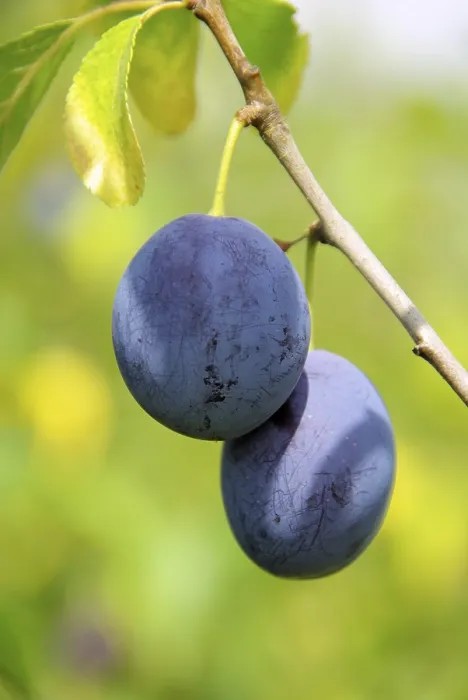 Gerahmter Druck : Pflaumenbaum, Pflaumenbaum. Gerahmter Druck : Pflaumenbaum, Pflaumenbaum.