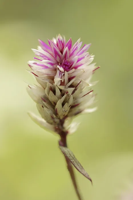 Gerahmter Druck : Federgans (Celosia argentea var) Gerahmter Druck : Federgans (Celosia argentea var)