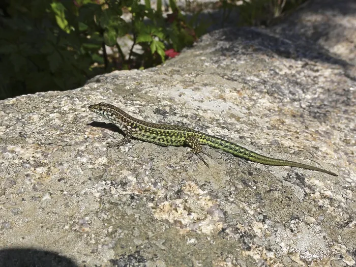 Gerahmter Druck : Podacris sicula, Ruinolurch Gerahmter Druck : Podacris sicula, Ruinolurch