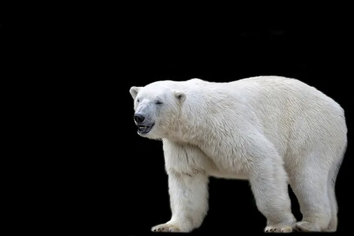 Gerahmter Druck : Ein Eisbär auf schwarzem Hintergrund Gerahmter Druck : Ein Eisbär auf schwarzem Hintergrund