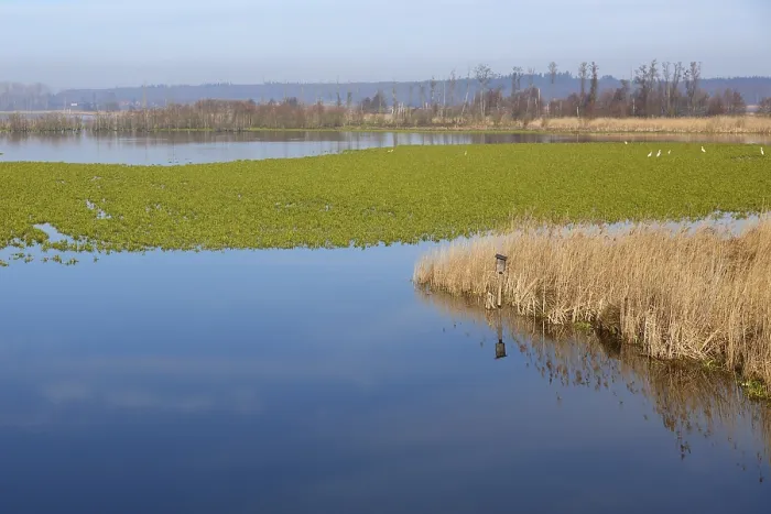 Gerahmter Druck : Polder, geflutete Wiese, Rewettern. Gerahmter Druck : Polder, geflutete Wiese, Rewettern.