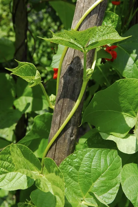 Gerahmter Druck : Borlotti-Bohnen Gerahmter Druck : Borlotti-Bohnen