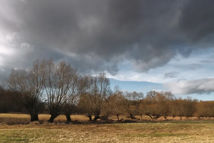 Gerahmter Druck : Gepflegte Weiden entlang eines Grabens in einer Wiese. Gerahmter Druck : Gepflegte Weiden entlang eines Grabens in einer Wiese.