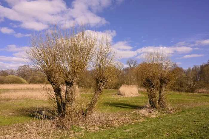 Gerahmter Druck : Gepollerte Weiden am Ufer des Lake Dummer. Gerahmter Druck : Gepollerte Weiden am Ufer des Lake Dummer.