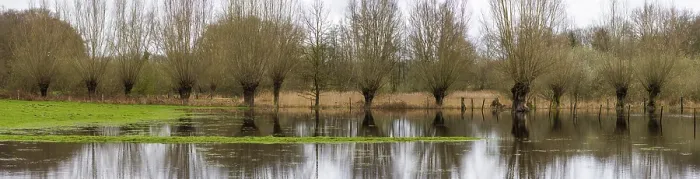 Gerahmter Druck : Gepflegte Weiden am Wasser. Gerahmter Druck : Gepflegte Weiden am Wasser.