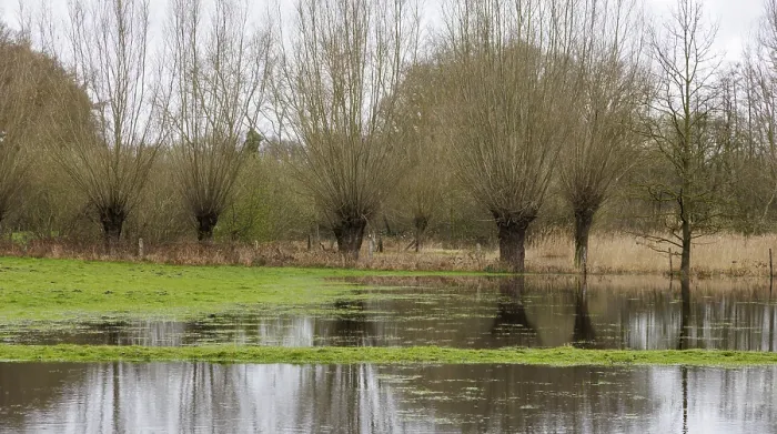 Gerahmter Druck : Gepflegte Weiden am Wasser. Gerahmter Druck : Gepflegte Weiden am Wasser.