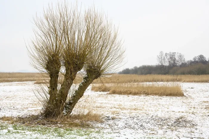 Gerahmter Druck : Gepflegte Weiden in einer winterlichen Landschaft bei Dummer. Gerahmter Druck : Gepflegte Weiden in einer winterlichen Landschaft bei Dummer.