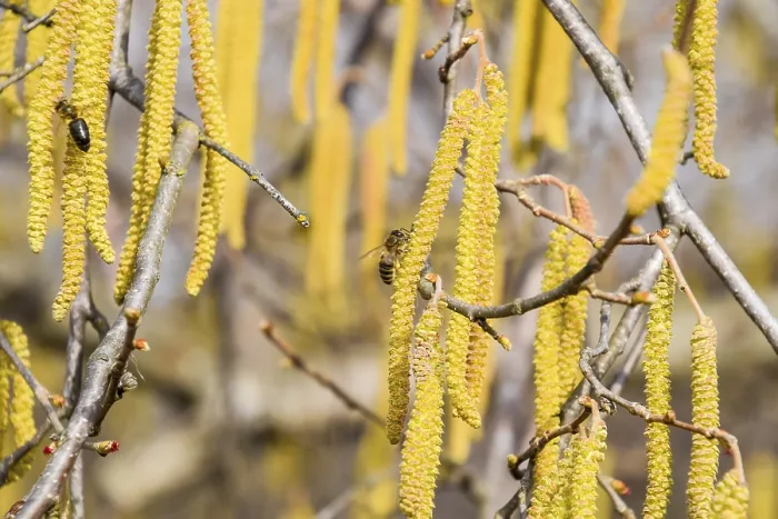 Gerahmter Druck : Bestäubung durch Bienen Ohrringe Haselnuss Gerahmter Druck : Bestäubung durch Bienen Ohrringe Haselnuss