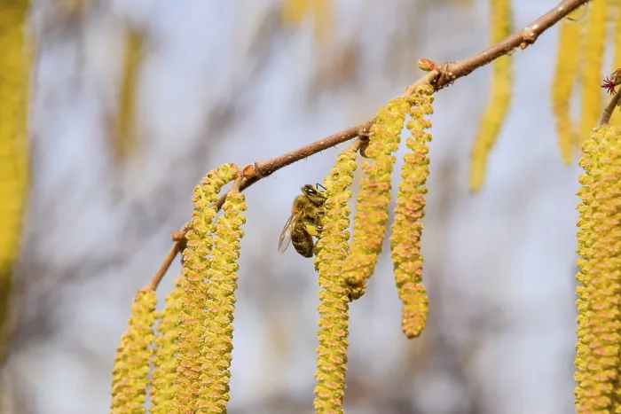 Gerahmter Druck : Befruchtung durch Bienen Ohrringe Haselnuss Gerahmter Druck : Befruchtung durch Bienen Ohrringe Haselnuss