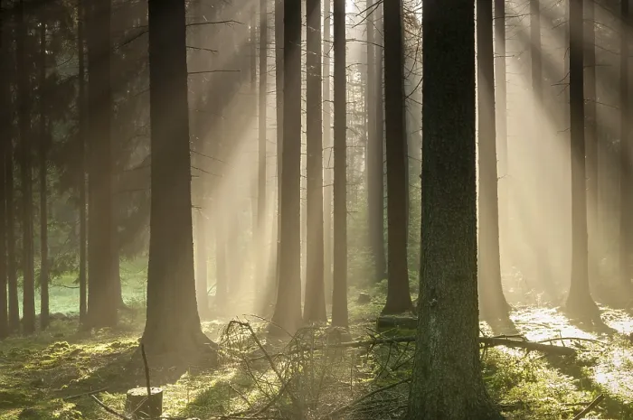 Gerahmter Druck : Wald Pollwitz, Thüringen Gerahmter Druck : Wald Pollwitz, Thüringen