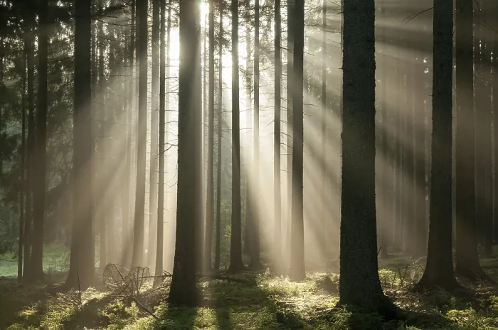 Gerahmter Druck : Wald von Pollwitz, Thüringen Gerahmter Druck : Wald von Pollwitz, Thüringen