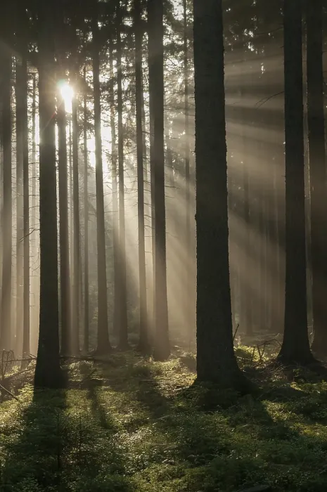 Gerahmter Druck : Pollwitzer Wald, Thüringen Gerahmter Druck : Pollwitzer Wald, Thüringen