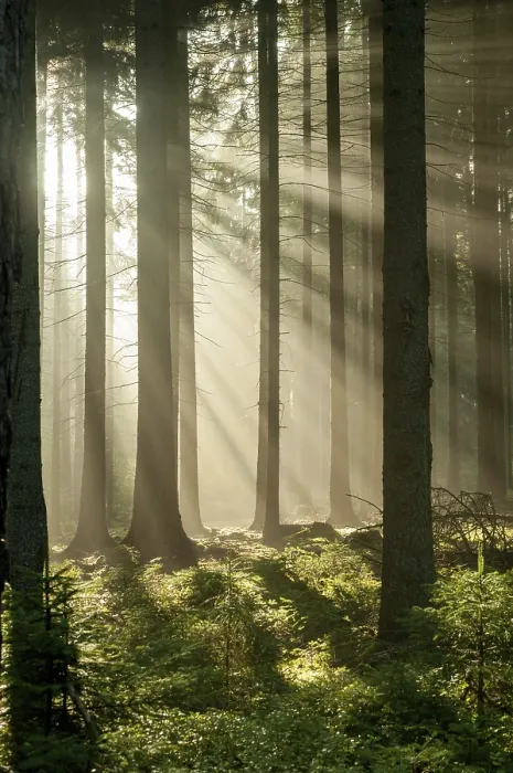 Gerahmter Druck : Pollwitzer Wald, Thüringen Gerahmter Druck : Pollwitzer Wald, Thüringen