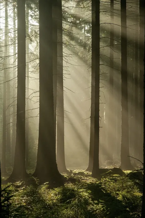 Gerahmter Druck : Pollwitzer Wald, Thüringen Gerahmter Druck : Pollwitzer Wald, Thüringen