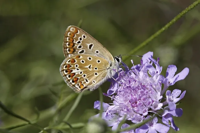 Gerahmter Druck : Polyommatus, Blaulings-Polyommatus, Blaustichling Gerahmter Druck : Polyommatus, Blaulings-Polyommatus, Blaustichling