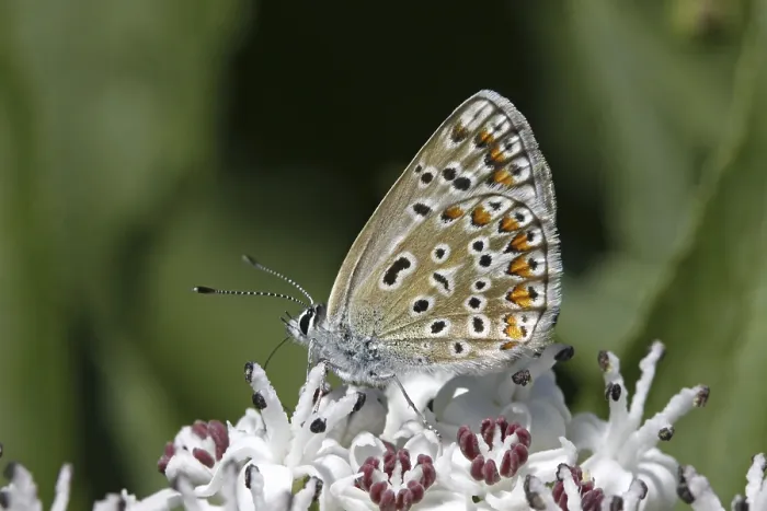 Gerahmter Druck : Polyommatus, Blaulings-Polyommatus, Blaustichling Gerahmter Druck : Polyommatus, Blaulings-Polyommatus, Blaustichling