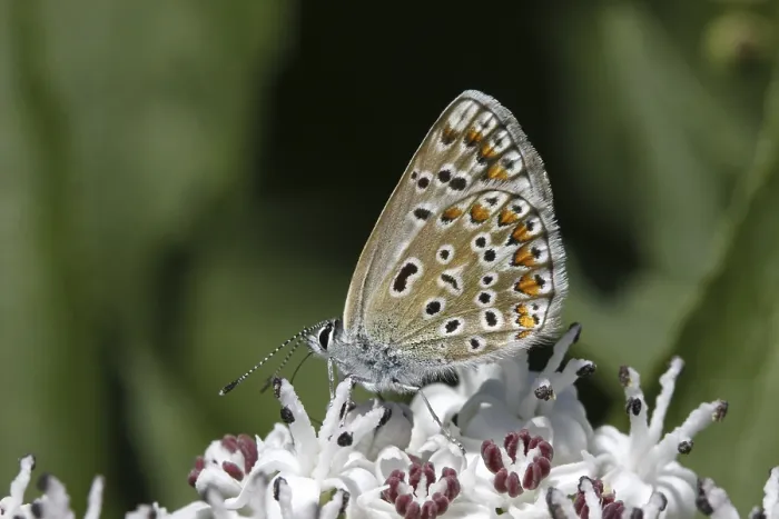 Gerahmter Druck : Polyommatus, Blaulings-Polyommatus, Blausticht-Polyommatus Gerahmter Druck : Polyommatus, Blaulings-Polyommatus, Blausticht-Polyommatus