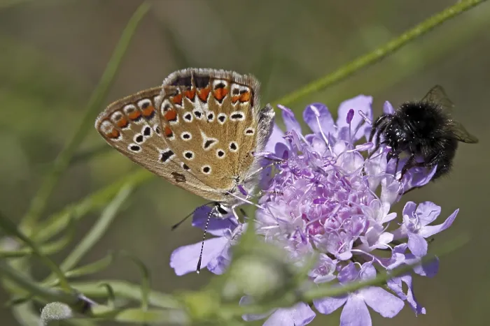 Gerahmter Druck : Polyommatus, Blaulings-Polyommatus, Blaustichling Gerahmter Druck : Polyommatus, Blaulings-Polyommatus, Blaustichling