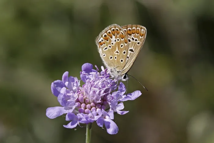 Gerahmter Druck : Polyommatus, Blaulings-Polyommat, Blaustichiger Polyommatus Gerahmter Druck : Polyommatus, Blaulings-Polyommat, Blaustichiger Polyommatus