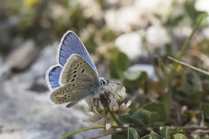 Gerahmter Druck : Polyommatus dorylas (Männchen) Gerahmter Druck : Polyommatus dorylas (Männchen)