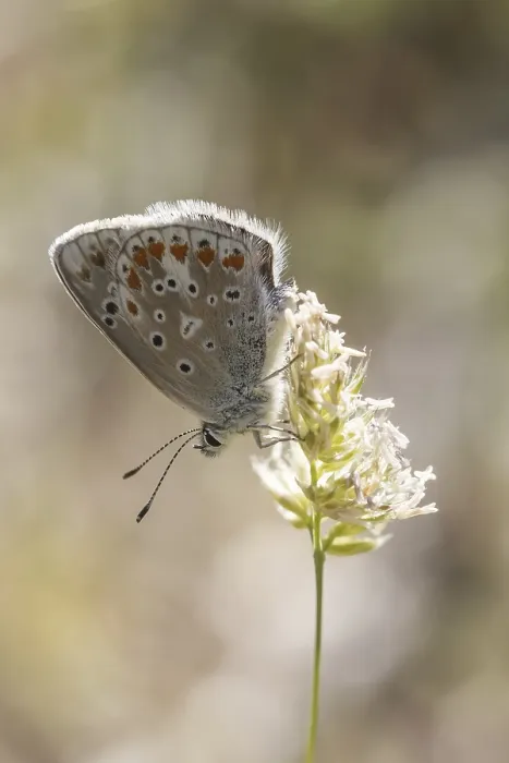 Gerahmter Druck : Polyommatus dorylas (Weibchen) Gerahmter Druck : Polyommatus dorylas (Weibchen)