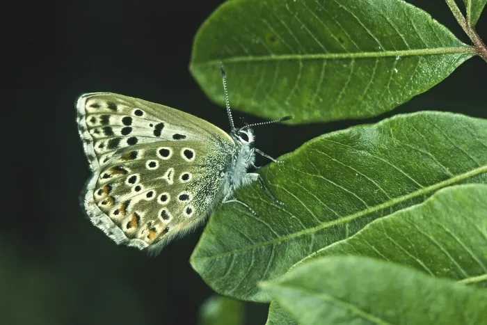 Gerahmter Druck : Der Blaue Spanischer Fuchs (Polyommatus hispana) Gerahmter Druck : Der Blaue Spanischer Fuchs (Polyommatus hispana)