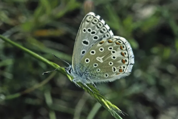 Gerahmter Druck : Polyommatus hispana, blau. Gerahmter Druck : Polyommatus hispana, blau.