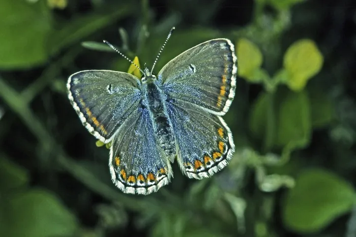 Gerahmter Druck : Polyommatus hispana, blau. Gerahmter Druck : Polyommatus hispana, blau.