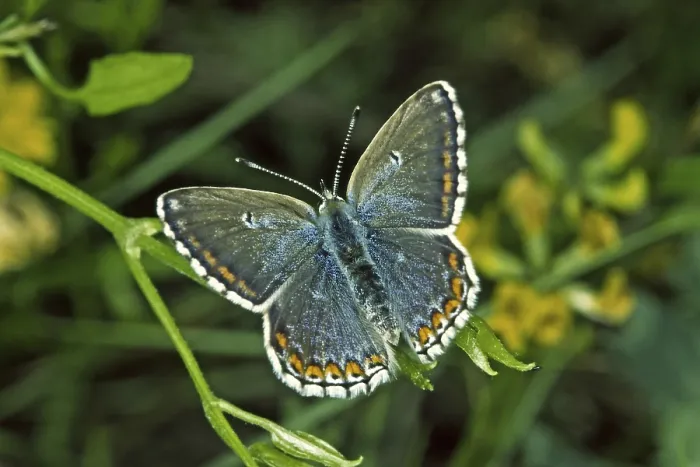 Gerahmter Druck : Polyommatus hispana, blau. Gerahmter Druck : Polyommatus hispana, blau.