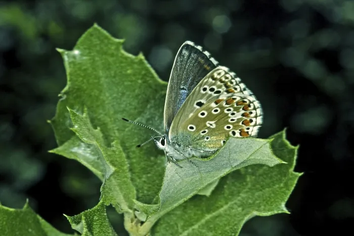 Gerahmter Druck : Polyommatus hispana, blau. Gerahmter Druck : Polyommatus hispana, blau.