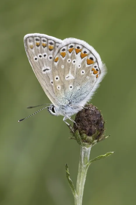 Gerahmter Druck : Polyommatus icarus, Kornblau. Gerahmter Druck : Polyommatus icarus, Kornblau.