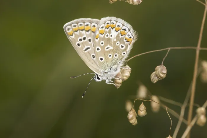 Gerahmter Druck : Polyommatus icarus, Blaupunkt-Bläuling Gerahmter Druck : Polyommatus icarus, Blaupunkt-Bläuling