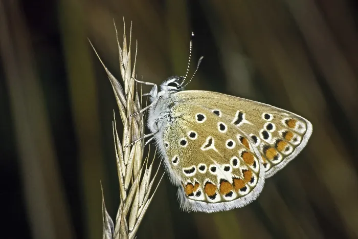 Gerahmter Druck : Polyommatus icarus, Blaupunkt-Bläuling Gerahmter Druck : Polyommatus icarus, Blaupunkt-Bläuling