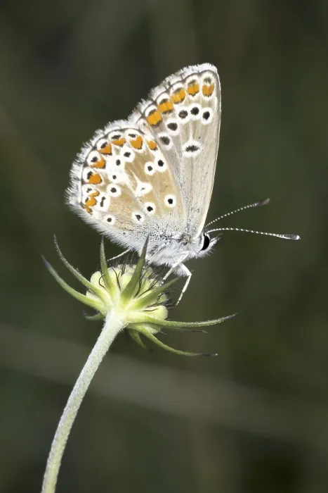 Gerahmter Druck : Polyommatus icarus, Kuckucks-Bläuling Gerahmter Druck : Polyommatus icarus, Kuckucks-Bläuling