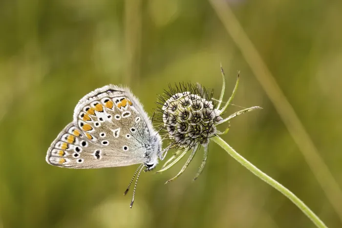 Gerahmter Druck : Polyommatus icarus, Blauer Dickkopf Gerahmter Druck : Polyommatus icarus, Blauer Dickkopf