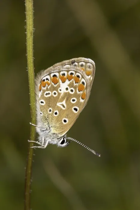 Gerahmter Druck : Polyommatus icarus, Blauflügel Gerahmter Druck : Polyommatus icarus, Blauflügel