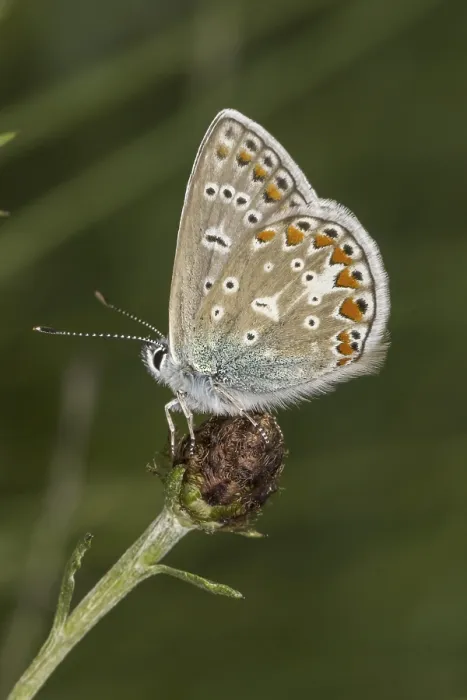 Gerahmter Druck : Polyommatus icarus, Blausternchen Gerahmter Druck : Polyommatus icarus, Blausternchen