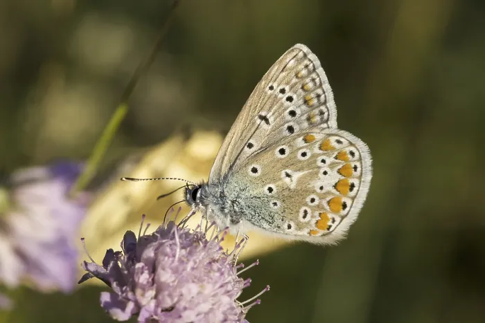 Gerahmter Druck : Polyommatus icarus, Blauaugen-Ragwescheibe. Gerahmter Druck : Polyommatus icarus, Blauaugen-Ragwescheibe.