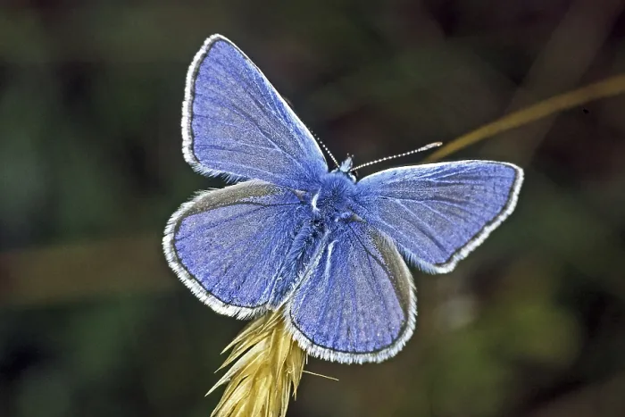 Gerahmter Druck : Polyommatus icarus, Blausternchen Gerahmter Druck : Polyommatus icarus, Blausternchen