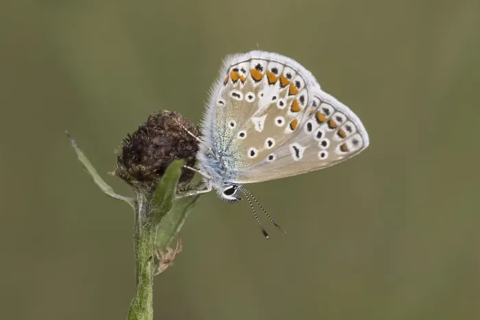 Gerahmter Druck : Polyommatus icarus, Blaupunkt-Bläuling. Gerahmter Druck : Polyommatus icarus, Blaupunkt-Bläuling.