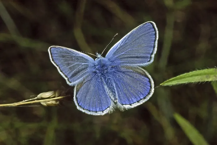 Gerahmter Druck : Polyommatus icarus, Blausticht Gerahmter Druck : Polyommatus icarus, Blausticht