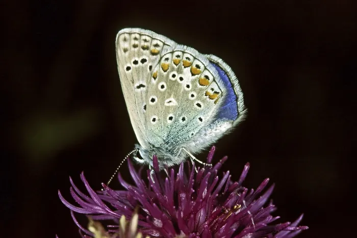 Gerahmter Druck : Polyommatus icarus, Kornblau. Gerahmter Druck : Polyommatus icarus, Kornblau.