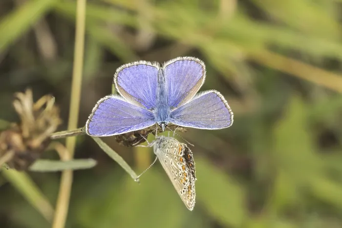 Gerahmter Druck : Polyommatus icarus, Kornblauer Bläuling Gerahmter Druck : Polyommatus icarus, Kornblauer Bläuling