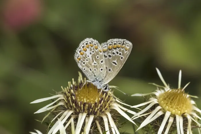 Gerahmter Druck : Polyommatus icarus, Blausticht Gerahmter Druck : Polyommatus icarus, Blausticht